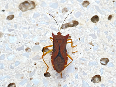 Anasa cornuta