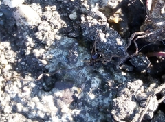 Lasius niger