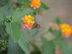 Thorybes dorantes dorantes