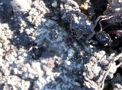 Lasius niger