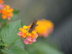 Thorybes dorantes dorantes