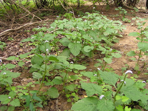 Indian Heliotrope