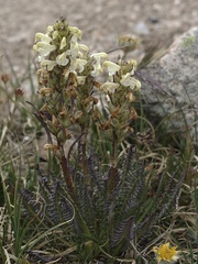 Pedicularis parryi