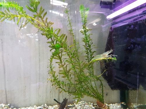 Macrobrachium australiense