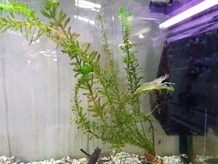 Macrobrachium australiense