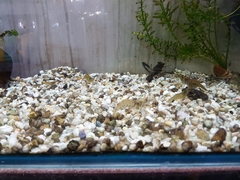 Macrobrachium australiense