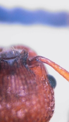 Myrmica scabrinodis
