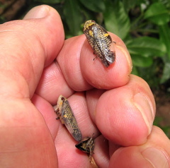 Ptyelus grossus