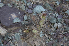Airampoa ayrampo