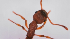 Myrmica scabrinodis