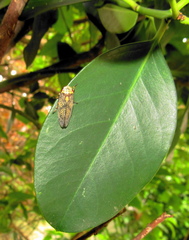 Ptyelus grossus