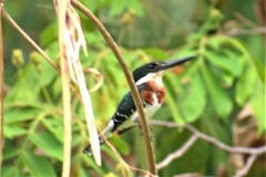 Chloroceryle americana