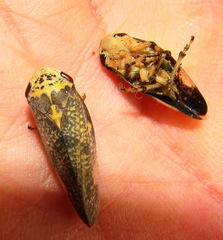 Ptyelus grossus