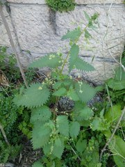 Urtica pilulifera