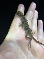 Anolis aquaticus