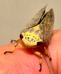 Ptyelus grossus