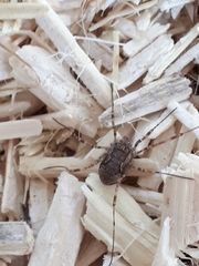 Dasylobus graniferus