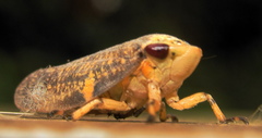 Ptyelus grossus