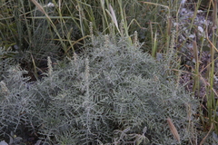 Ambrosia tenuifolia