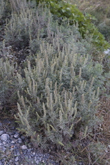 Ambrosia tenuifolia