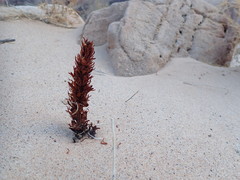 Aphyllon cooperi
