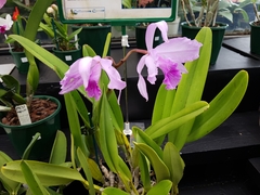 Cattleya lobata