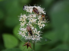 Typocerus deceptus