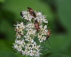 Typocerus deceptus