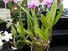 Cattleya lobata