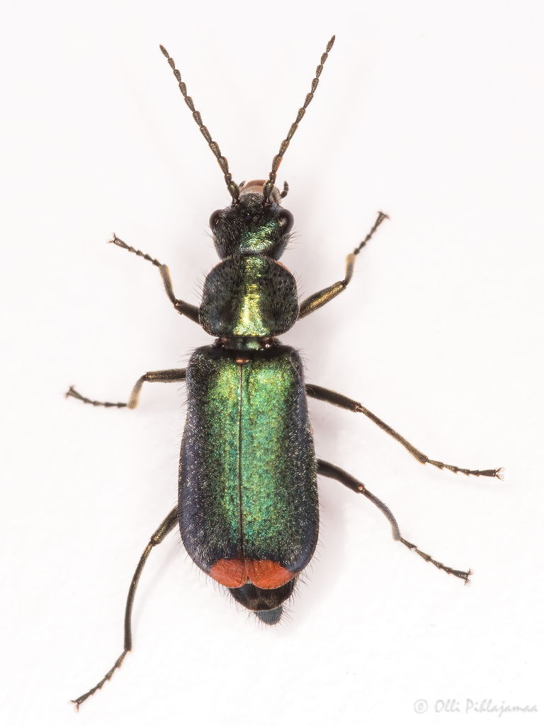 Clanoptilus spinipennis