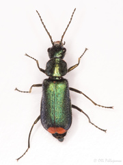 Clanoptilus spinipennis