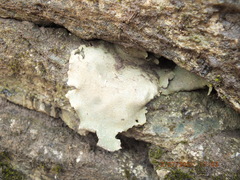 Umbilicariomycetidae