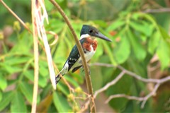 Chloroceryle americana