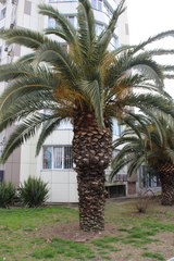 Phoenix canariensis