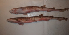 Scyliorhinus canicula