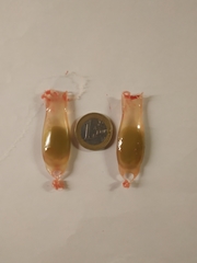 Scyliorhinus canicula