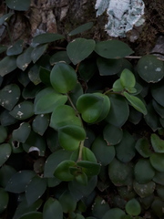 Codonanthe