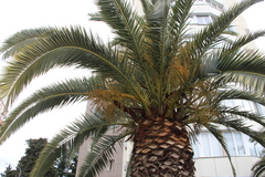 Phoenix canariensis