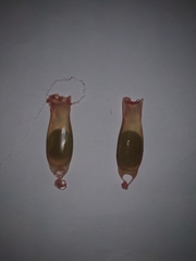 Scyliorhinus canicula