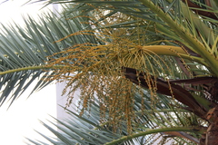 Phoenix canariensis