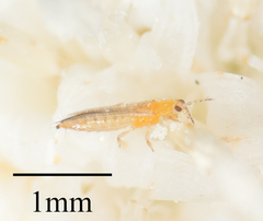 Frankliniella
