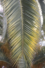 Phoenix canariensis