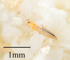Frankliniella