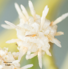 Frankliniella