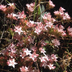 Sedum goldmanii