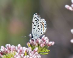 Euphilotes bernardino