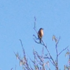 Saxicola rubicola
