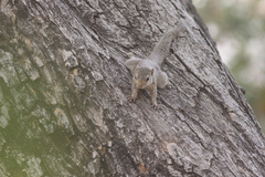 Heliosciurus gambianus