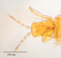 Frankliniella