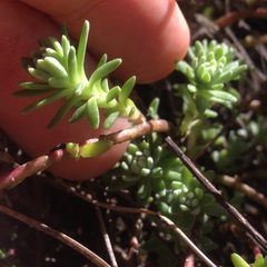 Sedum goldmanii